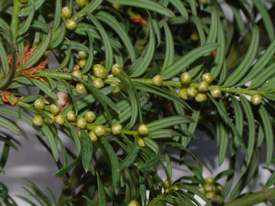  Image name: tasso3.jpg 
 width: 550 pixel 
 height: 413 pixel 
 Size: 48911 bytes 
 Click to enlarge 